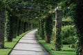 708056 Rose Walk A4 Photo Print