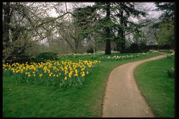 708075 Daffodils In Magdalen's Extensive Gardens A4 Photo Print