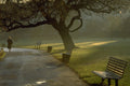 708079 Bench, Tree, Regents Park, London, England A4 Photo Print