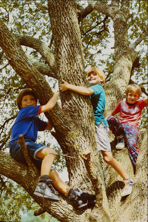 716042 Children In A Tree A4 Photo Print