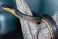 718000 Glossy Crayfish Snake, Coastal Lowlands, Southeastern U.S.A. A4 Photo Print