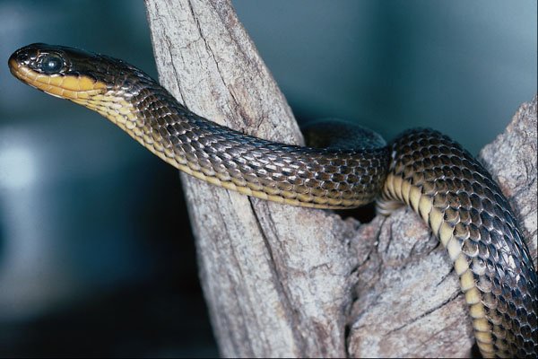 718000 Glossy Crayfish Snake, Coastal Lowlands, Southeastern U.S.A. A4 Photo Print