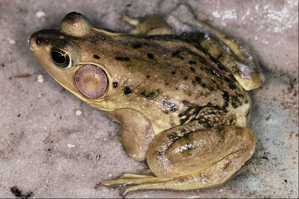 718001 Pig Frog, Rana Gyrilo A4 Photo Print