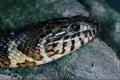 718002 Carolina Water Snake, Nerodia Sipedon Williamengelsi A4 Photo Print