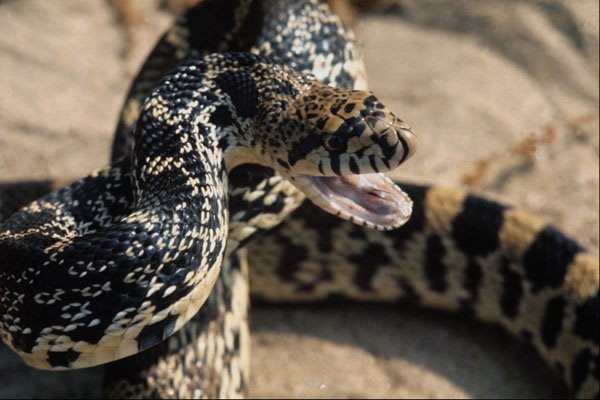 718003 Bullsnake, Pituophis Catenifer Sayi A4 Photo Print