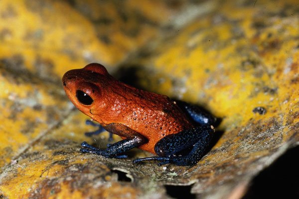 718004 Strawberry Frog, Dendrobates Pumilio A4 Photo Print