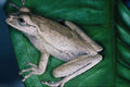 718005 Hyla Sp., Costa Rica A4 Photo Print