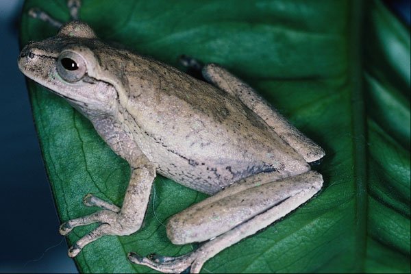 718005 Hyla Sp., Costa Rica A4 Photo Print