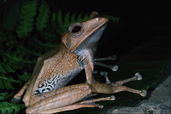 718006 Dark eared Tree Frog, Polypedates Macrotis A4 Photo Print