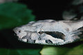 718009 Boa Constrictor, Common Boa Close up, Neonate, Tobago A4 Photo Print