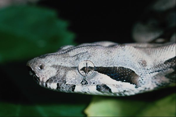 718009 Boa Constrictor, Common Boa Close up, Neonate, Tobago A4 Photo Print