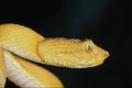 718010 Eyelash Palm Pit Viper, Bothriechis Schlegeli, Costa Rica A4 Photo Print