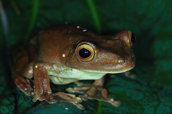 718011 Giant Tree Frog, Rainforest Stream Species, Hyla Boans A4 Photo Print