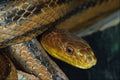 718013 Yellow Rat Snake, Elaphe Obsoleta Quadrivittata A4 Photo Print