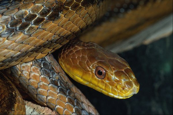 718013 Yellow Rat Snake, Elaphe Obsoleta Quadrivittata A4 Photo Print
