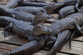 718017 Alligators, Florida, U.S.A. A4 Photo Print