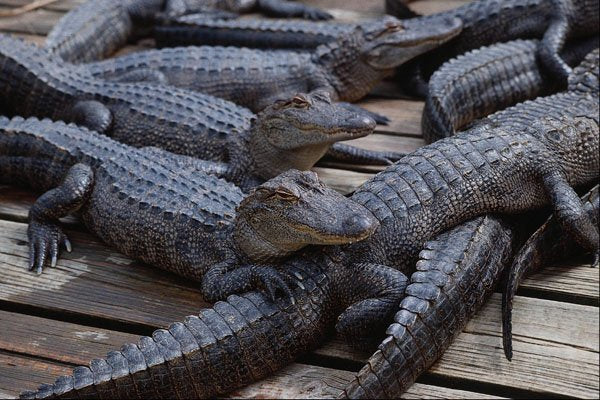 718017 Alligators, Florida, U.S.A. A4 Photo Print