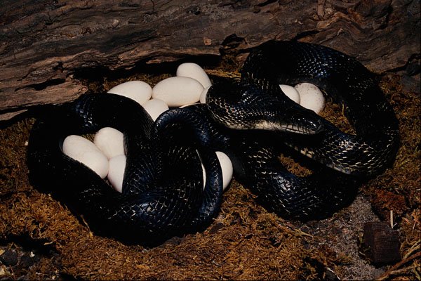 718018 Black Rat Snake With Eggs A4 Photo Print