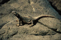 718019 Chuckwalla, Sonoran Desert A4 Photo Print