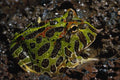 718020 Captive African Toad A4 Photo Print