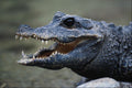 718021 Pigmy Crocodile A4 Photo Print