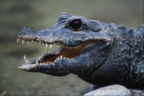718021 Pigmy Crocodile A4 Photo Print