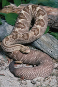 718023 Cascabel Rattlesnake, Mexico, Crotaolus Durissus A4 Photo Print