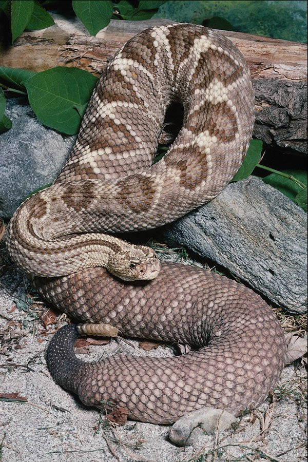 718023 Cascabel Rattlesnake, Mexico, Crotaolus Durissus A4 Photo Print