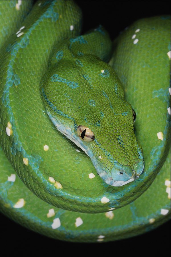 718025 Green Tree Python, Morelia Viridis, Southeast Asia A4 Photo Print