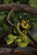 718026 Palm Viper Or Green Tree Viper, India A4 Photo Print