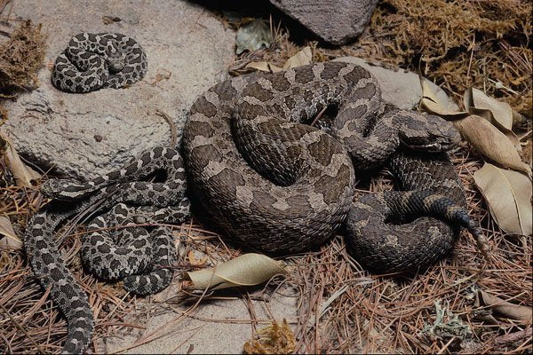 718028 Massasauga Rattlesnake With Young, Sistrurus Catenatus A4 Photo Print
