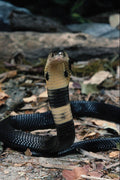 718029 Monacled Cobra, Naja Naja A4 Photo Print