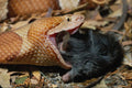 718030 Broad banded Copperhead With Prey A4 Photo Print