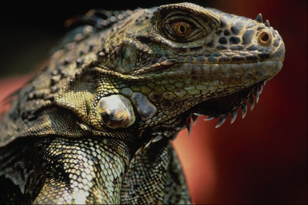 718031 Iguana, Belize River, Belize, Central America A4 Photo Print