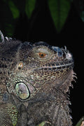 718032 Green Iguana A4 Photo Print