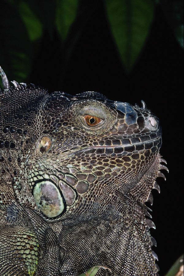 718032 Green Iguana A4 Photo Print