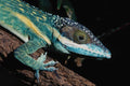 718033 Oriente Knight Anole A4 Photo Print