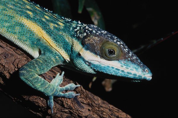 718033 Oriente Knight Anole A4 Photo Print