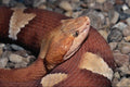 718034 Broad banded Copperhead A4 Photo Print