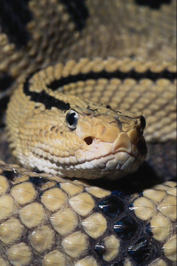 718035 Mexican Neotropical Rattlesnake A4 Photo Print