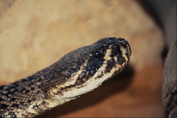 718036 Rattlesnake A4 Photo Print