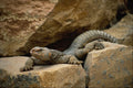 718037 Lizard A4 Photo Print
