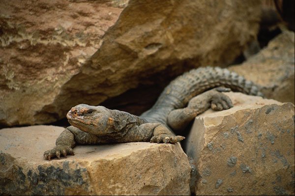 718037 Lizard A4 Photo Print