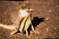 718038 Frilled Lizard, Northern Territory, Australia A4 Photo Print