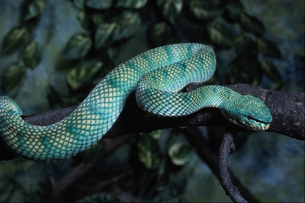 718039 Wagler's Viper Or Temple Viper, Southeast Asia A4 Photo Print