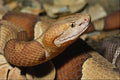 718040 Broad banded Copperhead, Southeastern U.S.A. A4 Photo Print