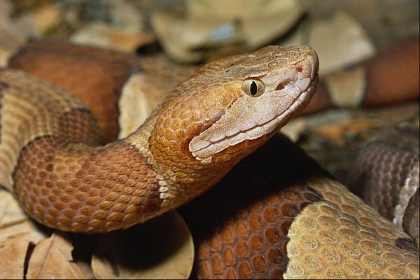 718040 Broad banded Copperhead, Southeastern U.S.A. A4 Photo Print