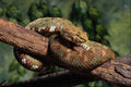 718041 Eyelash Viper, Mexico A4 Photo Print