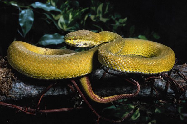 718042 Pope's Tree Viper, Trimeresurus Pepeorum, Southeast Asia A4 Photo Print