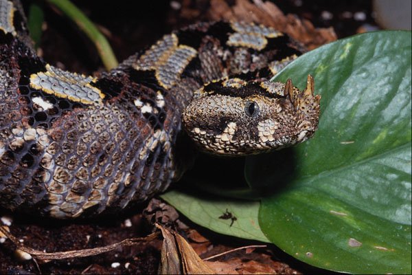 718043 Rhinoceros Viper, Bitis Nasicornis, Africa A4 Photo Print